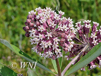 Common Milkweed (Asclepias syriaca)